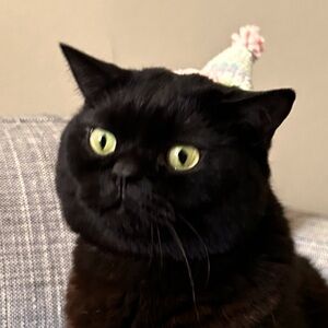 Meet your Posher, Rain